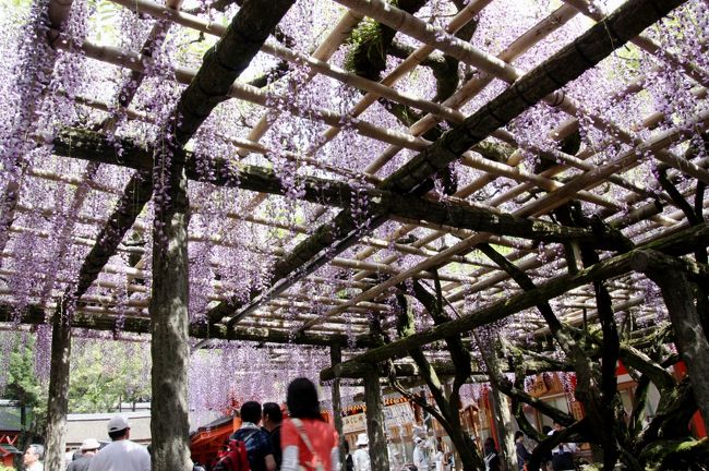 春日大社　砂ずりの藤<br /><br />最高の状態であれば、下から見た時に、木の棚が隠れてしまうほどになるみたいです。<br />