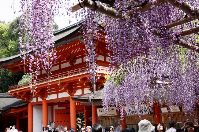 春日大社　砂ずりの藤