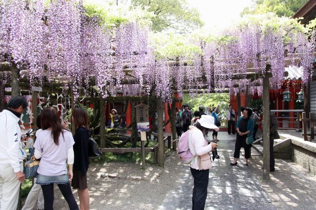 春日大社　砂ずりの藤