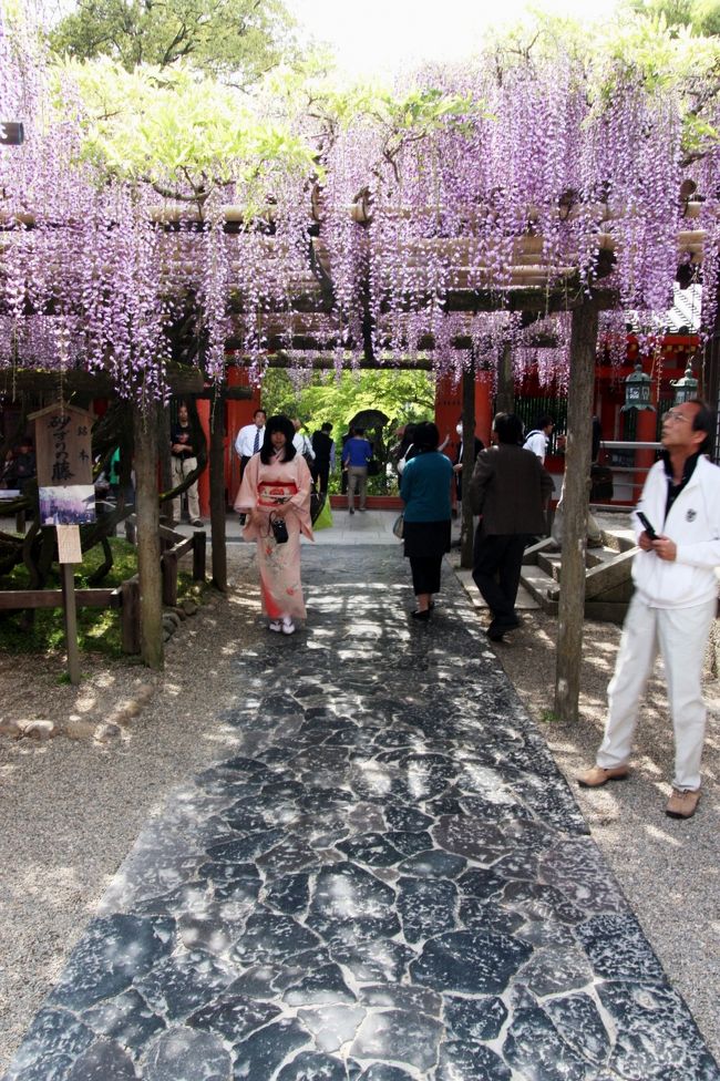 春日大社　砂ずりの藤<br /><br />石畳と藤のトンネル。<br />