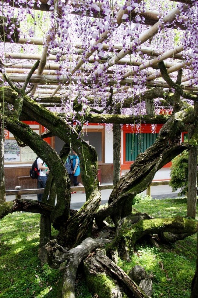 春日大社　砂ずりの藤<br /><br />