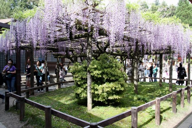 春日大社　砂ずりの藤<br /><br />