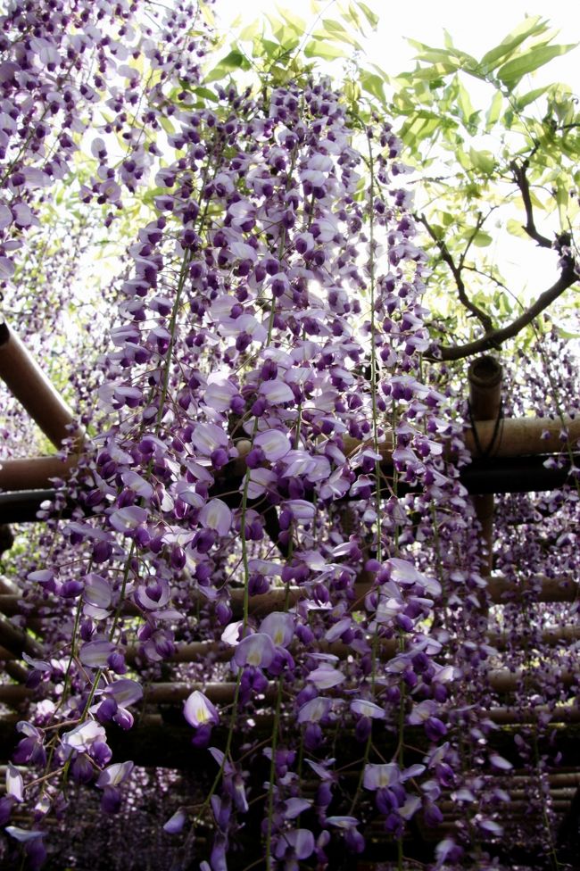 春日大社　砂ずりの藤<br /><br />年度別砂ずりの藤（最長）<br /><br />平成１４年　１ｍ６５ｃｍ<br />平成１５年　１ｍ７２ｃｍ<br />平成１６年　１ｍ４７ｃｍ<br />平成１７年　１ｍ５８ｃｍ<br />平成１８年　１ｍ７０ｃｍ<br />平成１９年　１ｍ２１ｃｍ<br />平成２０年　１ｍ３７ｃｍ<br />平成２１年　１ｍ２０ｃｍ<br /><br />今年はどれくらいでしょうか。<br />