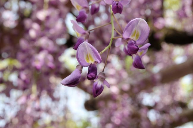 春日大社　砂ずりの藤　