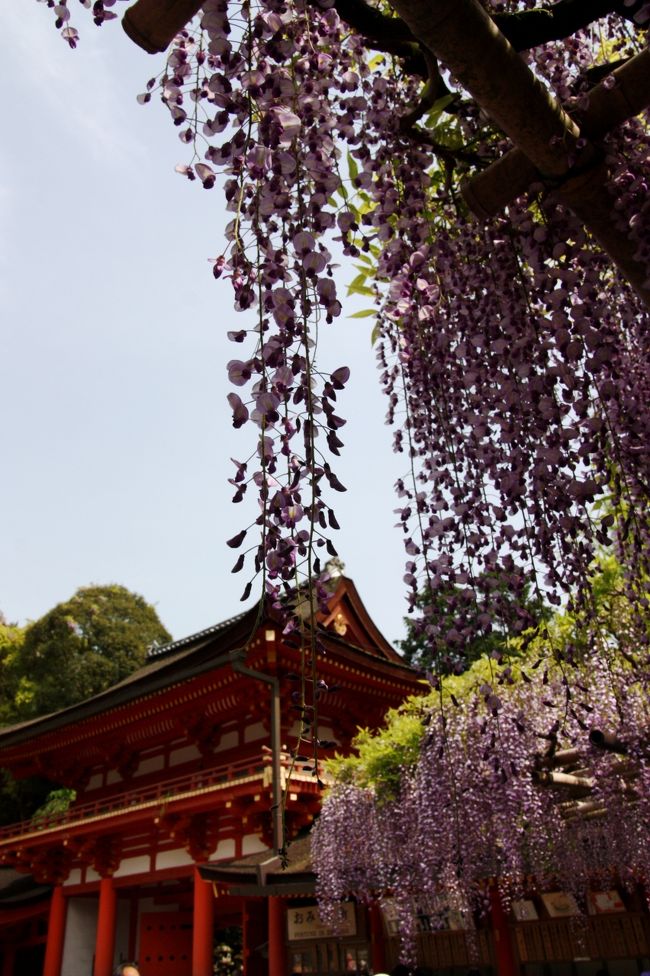春日大社　砂ずりの藤