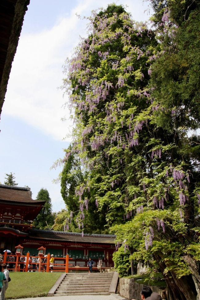 春日大社　<br /><br />こちらは本殿に向かうところに咲いていた藤ですが、何だか凄いことになっています。<br />