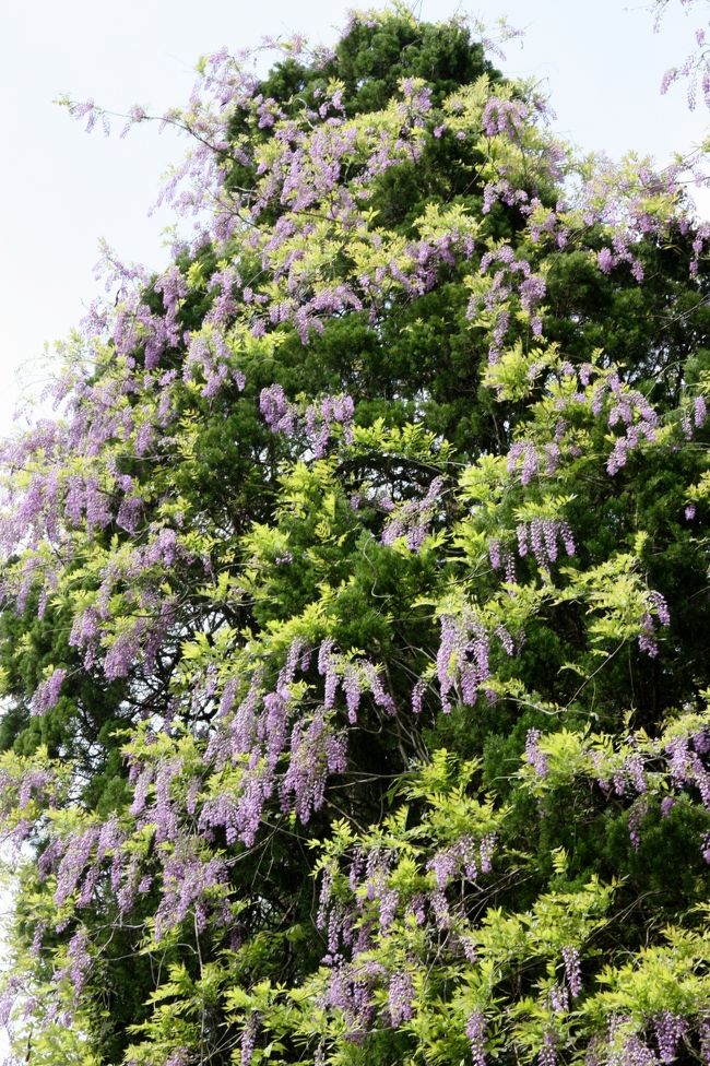 春日大社<br /><br />元々の木に複雑に絡み合って、こんなにたくさんの花を咲かせています。<br /><br />