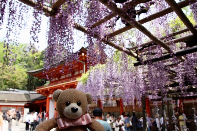 春日大社　砂ずりの藤<br /><br />そうだ、記念撮影をしないと！<br /><br />思い出したようにちびくまちゃんと写真を撮ります。<br />