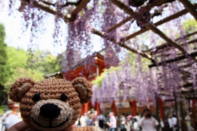 春日大社　砂ずりの藤<br /><br />ちびくまＪｒ（名前がまだ決まっていない新人くまちゃんです）も。<br />
