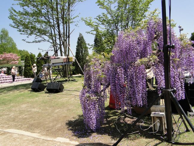 オカリナ演奏会場。まだ誰もいません。僕も園内に入ったばかりで、アナウンスに誘われて来てみたのです。