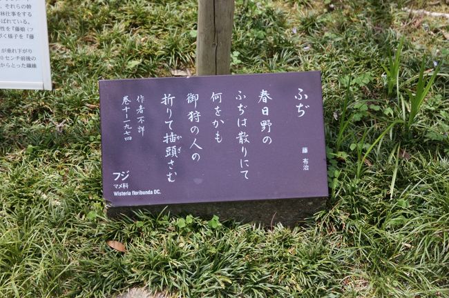 萬葉植物園<br /><br />萬葉集全２０巻４５１６首のうち、３分の１にあたる１５４８首は植物が題材とされている。<br />本苑はこのうち１６１種を選んで栽培し、これら１６１種の萬葉植物にはその和歌が添えられている。 <br /><br />萬葉植物というのは、日本古来の植物ということです。<br /><br />