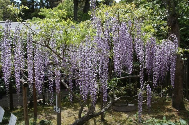 九尺<br /><br />これはそのうちの１種、九尺というものです。<br />九尺＝２７２センチ。<br /><br />花穂（カスイ）の長さが９尺にもなることがあったのでしょうか。<br /><br />