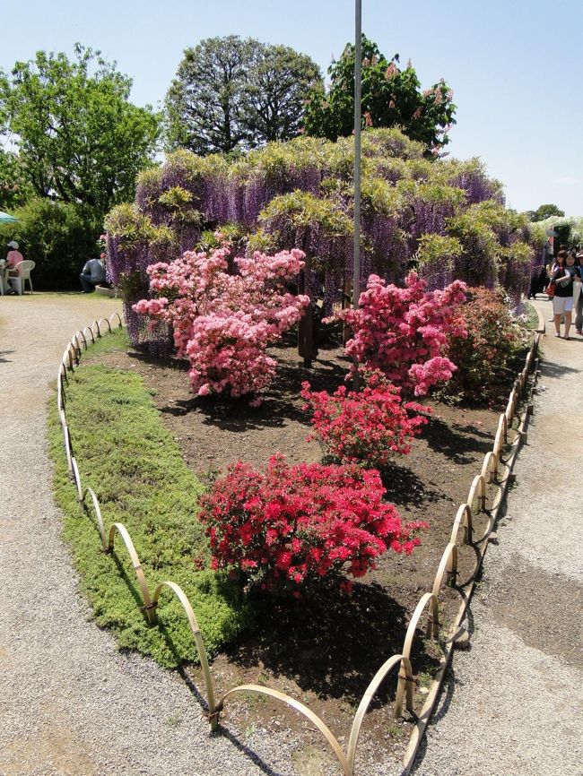 ツツジと藤。パリのシテ島を思わせるこんな構図が好き。