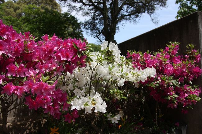 ツツジ<br /><br />