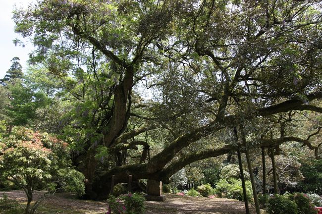 臥龍（がりゅう）のイチイガシ<br /><br />境内には幹周３ｍを超えるイチイガシの巨樹が多く生育しており、「春日大社境内のイチイガシ巨樹群」として奈良市の天然記念物に指定されている。<br /><br />池中央の御神域（中之島）に、まるで臥龍のような姿を見せるイチイガシの巨樹がある。<br />苔むした主幹は、かつて大嵐のため倒れたが、その後起き上がるように枝を伸ばして現在の姿となった。<br />倒れてもなお生きようとする姿は、自然の尊い神秘と太古からの時の流れを感じさせる。<br />