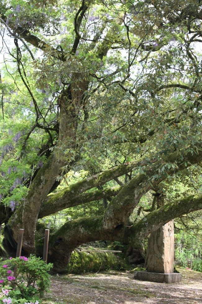 臥龍（がりゅう）のイチイガシ