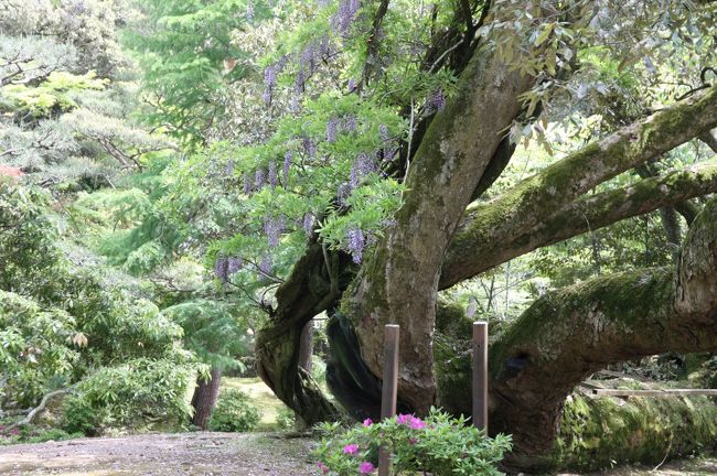 臥龍（がりゅう）のイチイガシ<br /><br />この臥龍にも、藤の木が絡んでいます。<br />