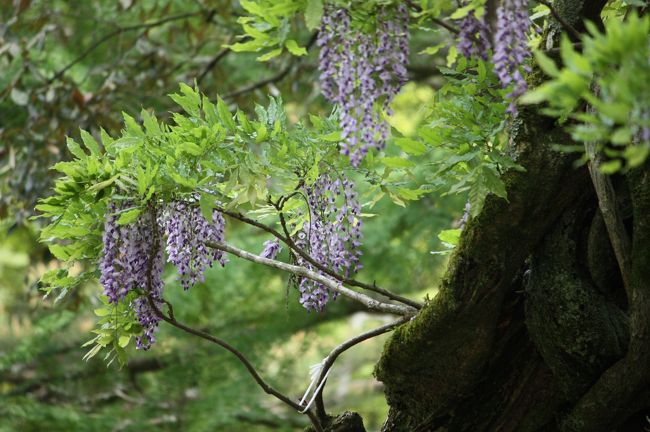 臥龍（がりゅう）のイチイガシ