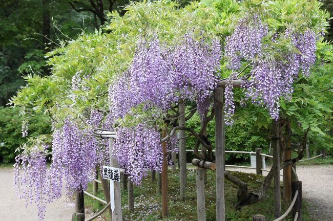 20品種 約200本の藤の名所 春日大社神苑 萬葉植物園 奈良市 奈良県 の旅行記 ブログ By みにくまさん フォートラベル 20品種 約200本の藤の名所 春日大社神苑 萬葉植物園 奈良市 奈良県 の旅行記 ブログ By みにくまさん フォートラベル
