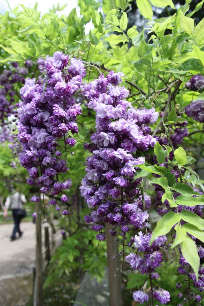 八重黒龍<br /><br />これは珍しい！<br />八重の藤は初めて見ました。<br />