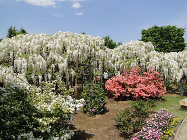 白藤トンネルを外から見て見る