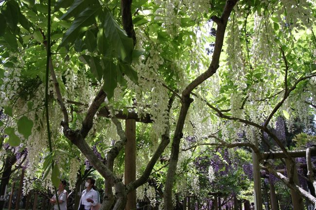 白野田藤<br /><br />白い花を咲かせています。<br />これも可憐な感じでいいですね〜。<br />