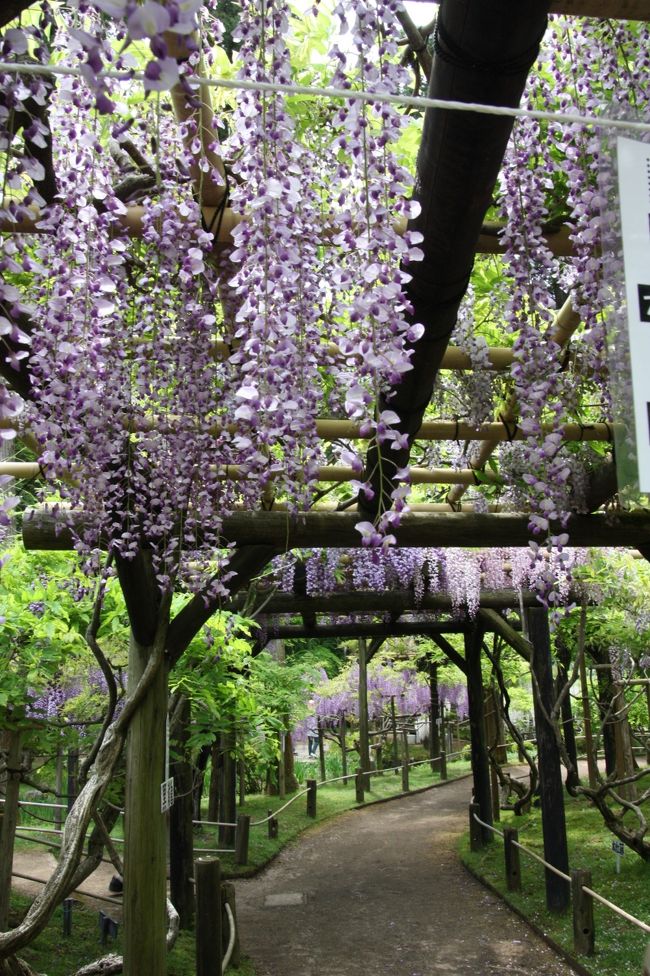 九尺<br /><br />ここは藤のトンネルになっています。<br /><br />周囲からはいい香りが漂ってきます。<br />