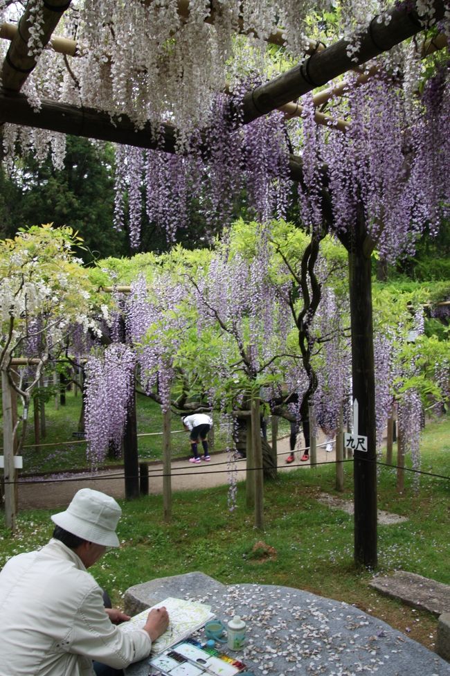 藤棚の下で<br /><br />絵を描いていました。<br />