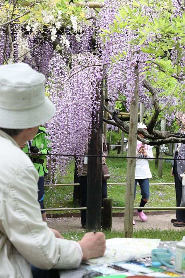 藤棚の下で<br /><br />