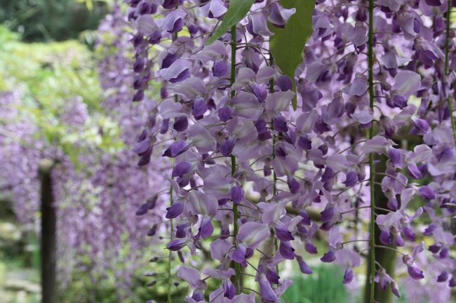 黒龍<br /><br />この写真はけっこうお気に入りで、トップ候補でした。<br />