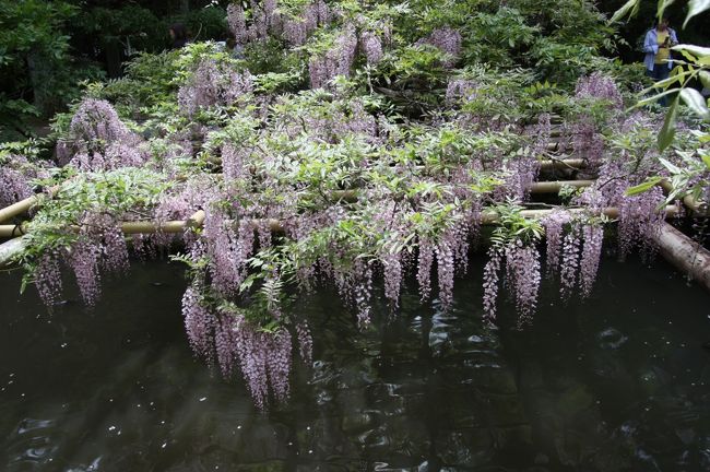 藤乃園<br /><br />池を覆うように藤棚が設けられています。<br />