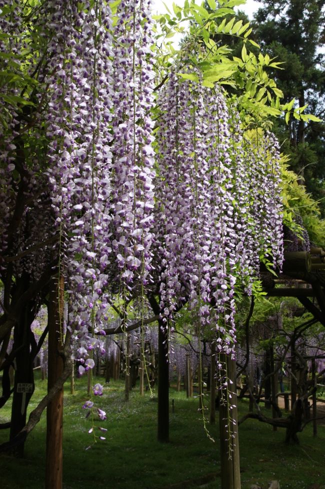 名所フジ　春日砂ずり<br /><br />これは春日大社にある藤と同じものです。<br />砂ずりの名は、花穂（かすい）が長く伸びて地面の砂まで達してしまったからなのだとか。<br /><br />