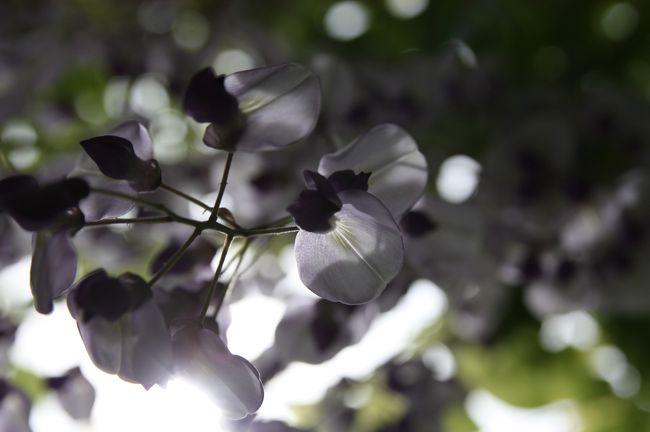 名所フジ　春日砂ずり