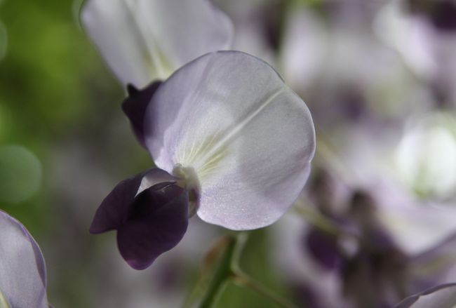 名所フジ　春日砂ずり