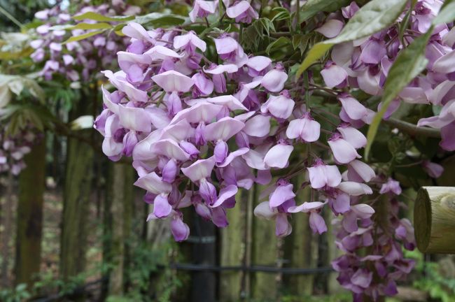 岡山一歳<br /><br />目立たないところにひっそりと咲いていました。<br />花の形が特徴的です。<br />