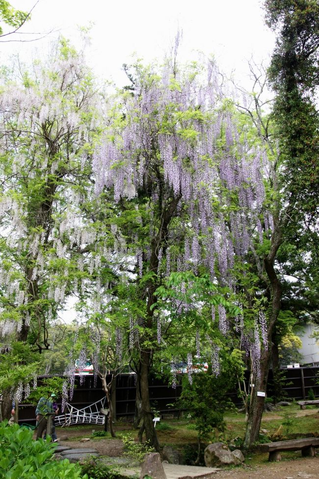20品種 約200本の藤の名所 春日大社神苑 萬葉植物園 奈良市 奈良県 の旅行記 ブログ By みにくまさん フォートラベル 20品種 約200本の藤の名所 春日大社神苑 萬葉植物園 奈良市 奈良県 の旅行記 ブログ By みにくまさん フォートラベル