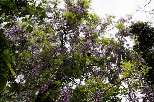 口紅藤（左）と野田長藤（右）