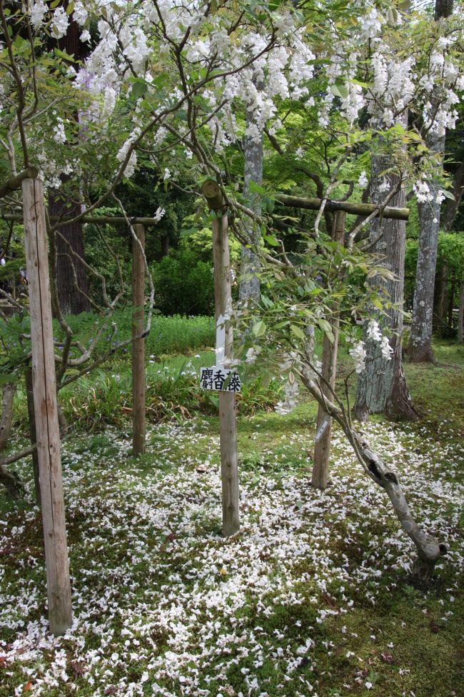 麝香藤<br /><br />ほとんど花が落ちてしまっていましたが↓<br />