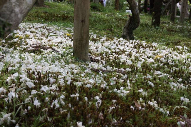 麝香藤<br /><br />苔の上におちた藤の花。<br /><br />苔が花を咲かせたみたいで、なかなか綺麗。<br />