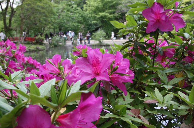ツツジ<br /><br />最後は何故かツツジで〆。<br /><br />ここに来るまで、春日大社の境内に植物園があることを忘れていたのですが、もしここに寄らずに春日大社だけ見て帰ったとしたら、そのうち大後悔していたでしょう。<br /><br />実はここを見た後で春日大社へ向かったのですが、何だかここだけで満足してしまった感もありました。<br /><br />今シーズンの藤の花ピークに足を運ぶことができたようで、期待以上に良かったです。<br /><br />また来年も来たいと思います。<br /><br /><br />◎ おしまい<br /><br />