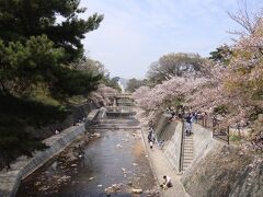 ４／１２
ぽかぽか陽気。少し遅いけど夙川の桜を見にいきました。香露園から川沿いを散歩。
