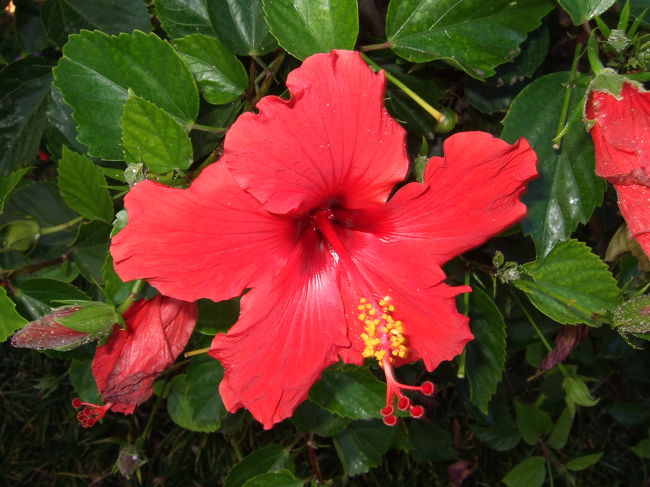 ハイビスカス。<br />南国って感じで。。<br />思わず撮ってしまいました。