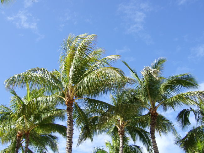 ハワイらしい風景。