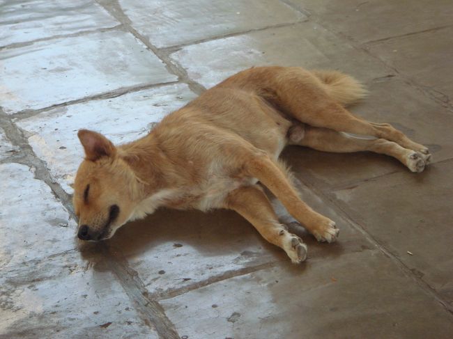 犬も陰で一休み♪