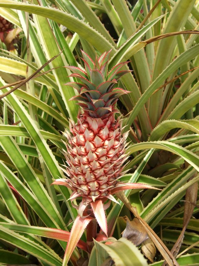 パイナップルってこんな風に生えるんだ。。<br />イメージと違う！！