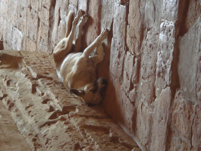 段々暑くなってきました。<br />犬も昼寝。