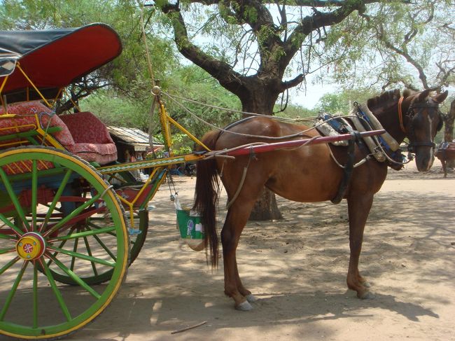 バガン名物の馬車。<br />本当はこの馬車に乗って観光するつもりだったのですが…。<br /><br />このあまりにも暑い天候から考えて、<br />タクシーの移動にしてよかったと思いました。<br />馬車で遺跡周りをしていたらもっとバテてたかも。<br />ちなみに馬車の値段は1日貸切って10ドル〜15ドルだそうです。<br /><br />しかし、馬車は空港内には乗り入れ不可能なので、<br />町から空港まではタクシーで行かないといけない。<br />そう考えるとタクシーの方がお徳かも。<br />特に暑い時期には…。