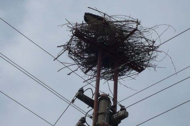 外に出ると、電柱にはコウノトリの巣が。