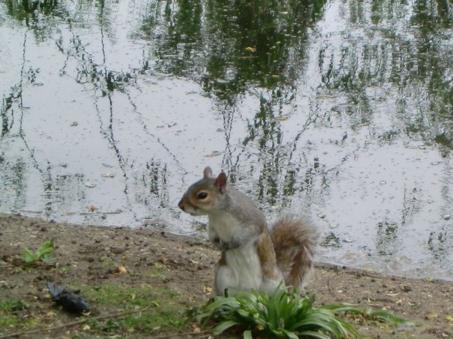 バッキンガム宮殿に通じるセント・ジェームス公園を歩いていたら、なにやら小動物が動いていた。<br />リスが放たれており、結構近くまで寄ってきたのでパチリ！