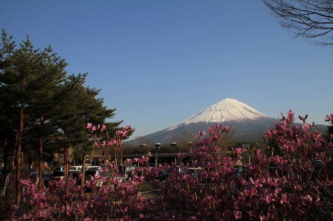 16：00　『道の駅 なるさわ』　つつじ祭り　100円